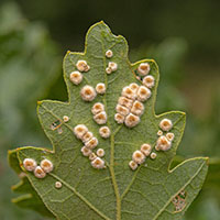 gall Cerroneuroterus lanuginosus